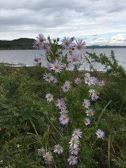 Aster incisus