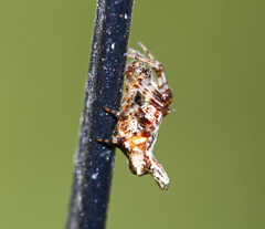 Cyclosa insulana