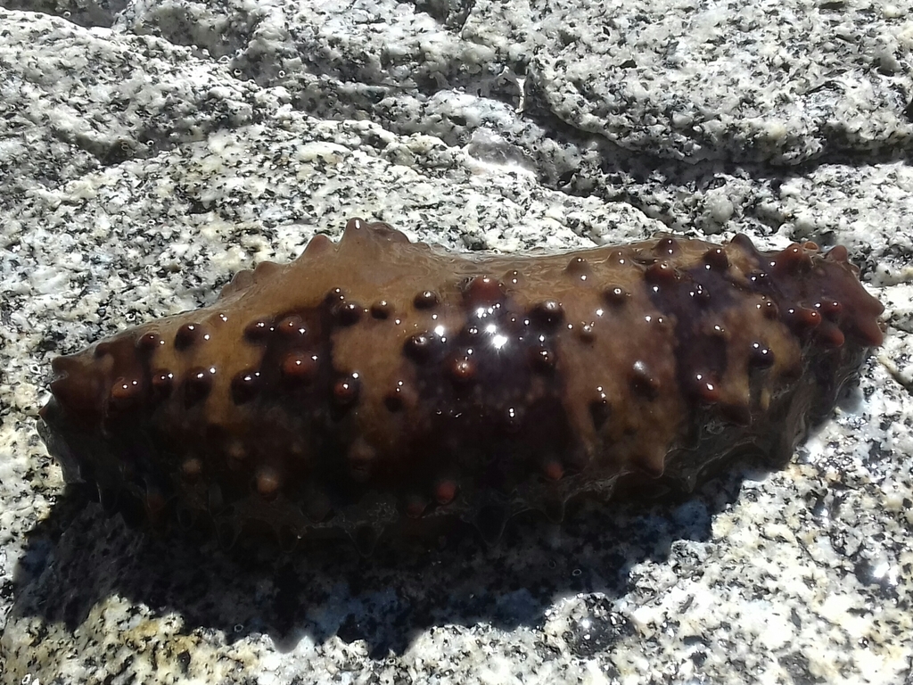 Brown Sea Cucumber (Echinoderms of the North Eastern Pacific (Alaska to