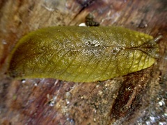 Pseudaneitea