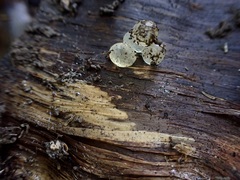 Pseudaneitea