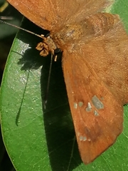 Eagris nottoana knysna