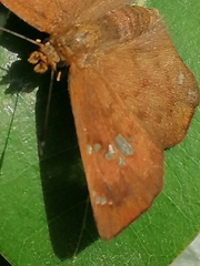 Eagris nottoana knysna