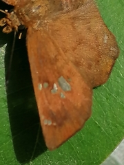 Eagris nottoana knysna
