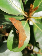 Eagris nottoana knysna