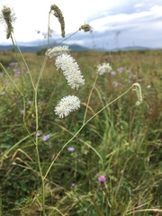 Sanguisorba parviflora