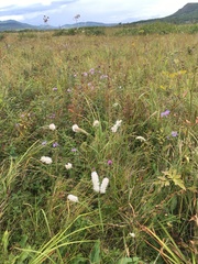 Sanguisorba parviflora