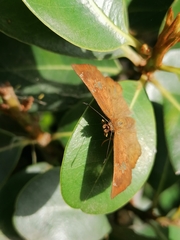Eagris nottoana knysna