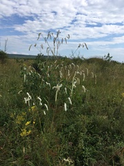 Sanguisorba parviflora
