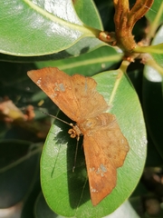 Eagris nottoana knysna