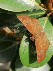 Eagris nottoana knysna