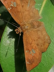 Eagris nottoana knysna