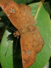 Eagris nottoana knysna