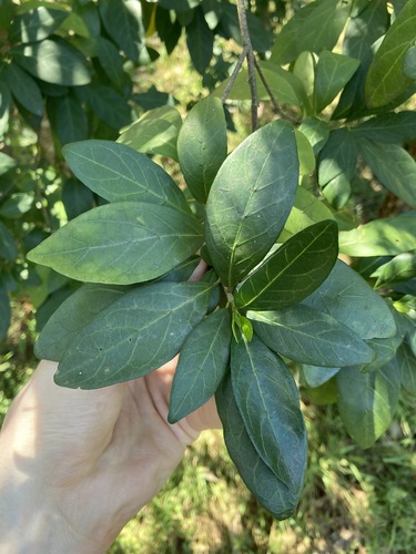 Image of Rothmannia globosa by (c) Thomas Mesaglio, some rights reserved (CC BY)