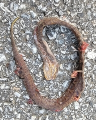 Gloydius ussuriensis