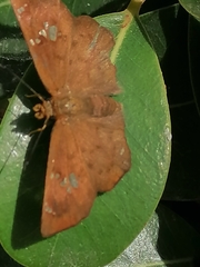 Eagris nottoana knysna