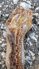 Gloydius ussuriensis