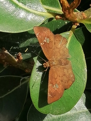 Eagris nottoana knysna