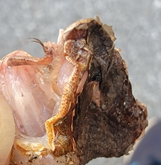 Gloydius ussuriensis