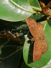 Eagris nottoana knysna