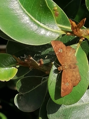 Eagris nottoana knysna