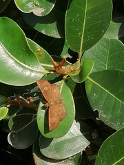 Eagris nottoana knysna
