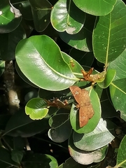 Eagris nottoana knysna
