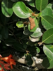 Eagris nottoana knysna