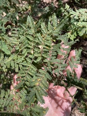 Acacia pubescens