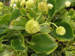 Ranunculus godleyanus