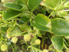 Ranunculus godleyanus