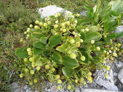 Ranunculus godleyanus