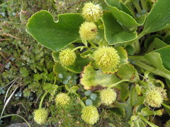 Ranunculus godleyanus