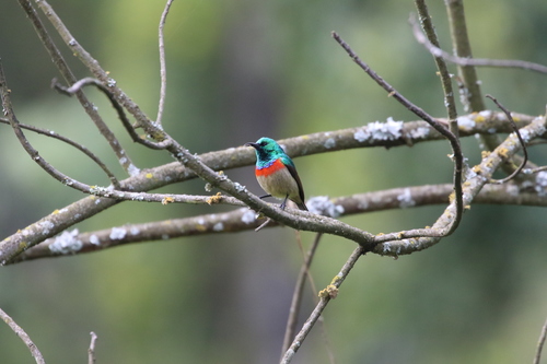 Eastern Double-collared Sunbird (Cinnyris mediocris), photo 10