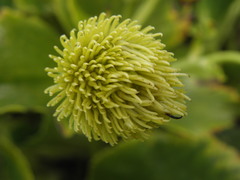 Ranunculus godleyanus