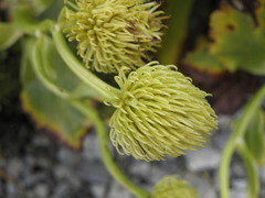 Ranunculus godleyanus