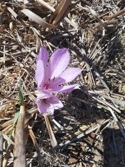 Colchicum feinbruniae
