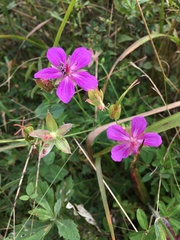 Geranium soboliferum