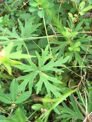 Geranium soboliferum