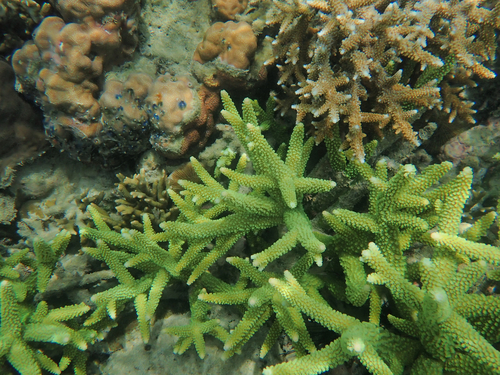 Acropora yongei · NaturaLista Mexico