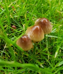 Mycena olivaceomarginata
