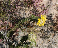 Aspalathus aspalathoides