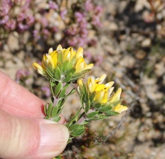 Aspalathus aspalathoides