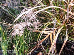 Scirpus radicans