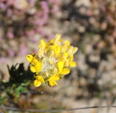 Aspalathus aspalathoides