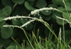 Sesleria autumnalis