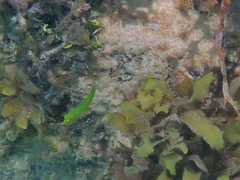 Halichoeres chloropterus