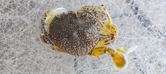 Matuta victor