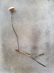 Paragymnopus perforans