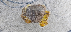 Matuta victor